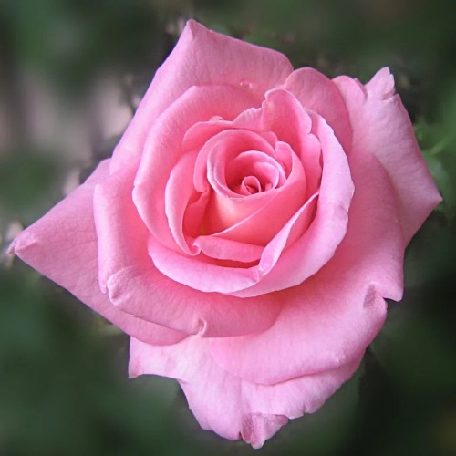 Classic Pink Rose Symbolism