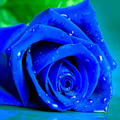 Deep Blue Rose Meanings