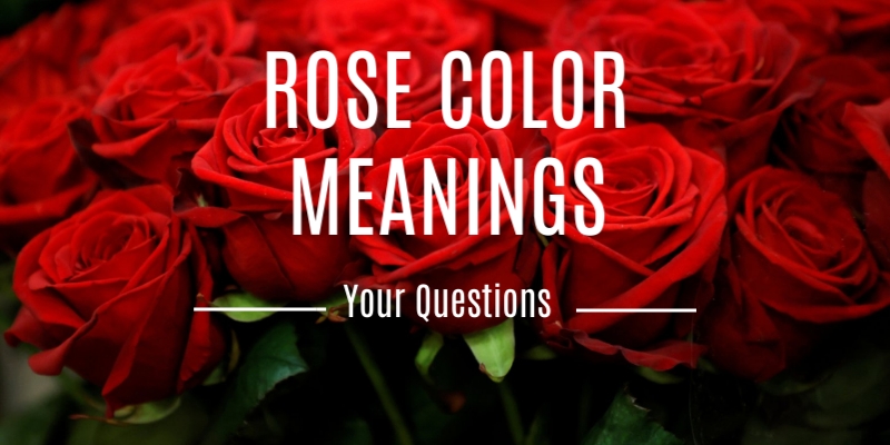 Frequently Asked Questions for Rose Color Meanings
