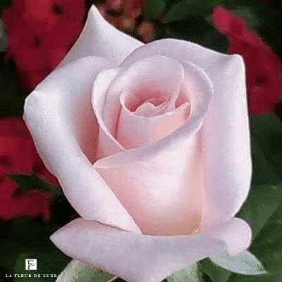 Light Pink Rose Meanings