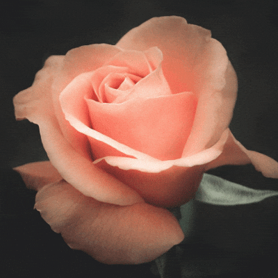 Peach Rose Meanings