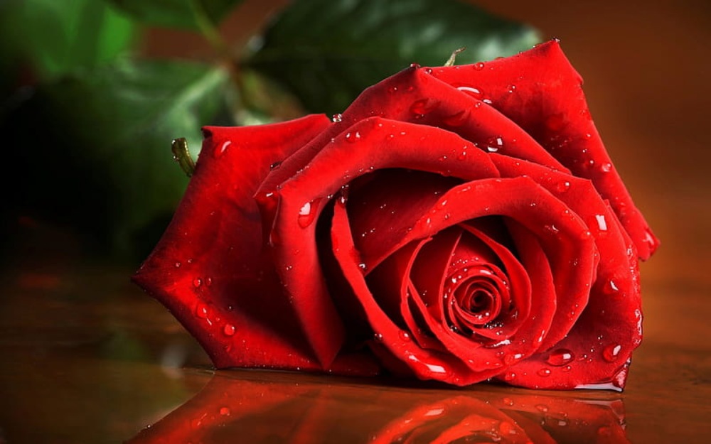 Single Red Rose with Water Drops