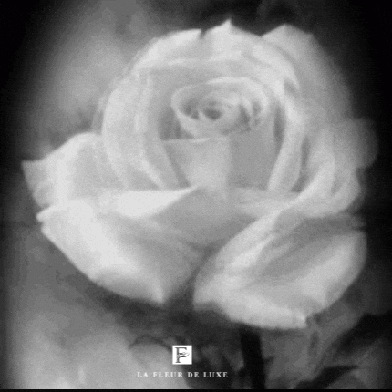 Beautiful Single White Rose Animation with Meanings