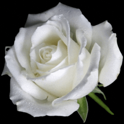 White Rose Meanings