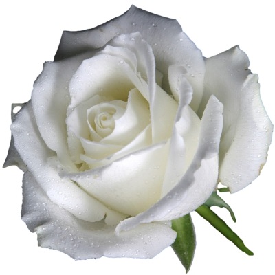 Beautiful Single White Rose