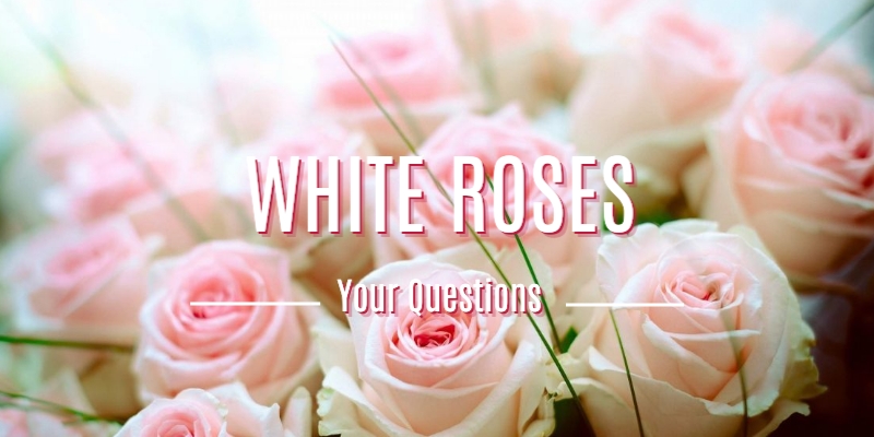 White Roses Frequently Asked Questions